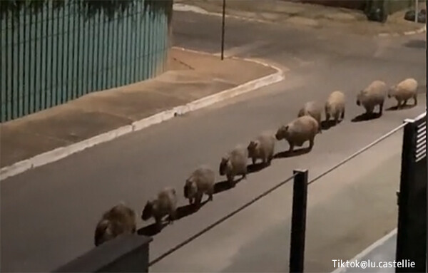こんな動画だけ見ていたい。カピバラの群れが一列に並んでゆっくりと歩いていくよ
