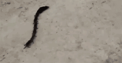 合体変身 まるで動きの速いヘビのよう トガリネズミの親子による隊列技 カラパイア