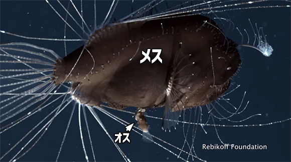 メスとオスの大きさのクセがすごい 世界初 チョウチンアンコウの交尾の瞬間をとらえた映像 カラパイア