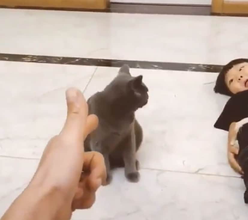 ならば付き合おう 少年に引き続き 死んだふりの演技をする猫 カラパイア