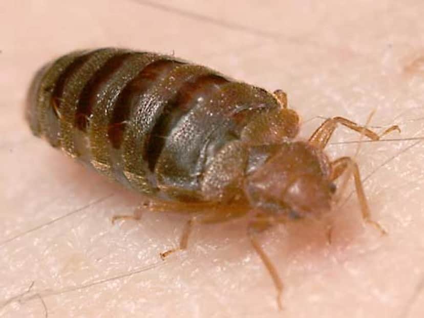 携帯やパソコンで南京虫が大繁殖 被害者続出 アメリカ カラパイア 携帯やパソコンで南京虫が大繁殖 被害者続出 アメリカ カラパイア