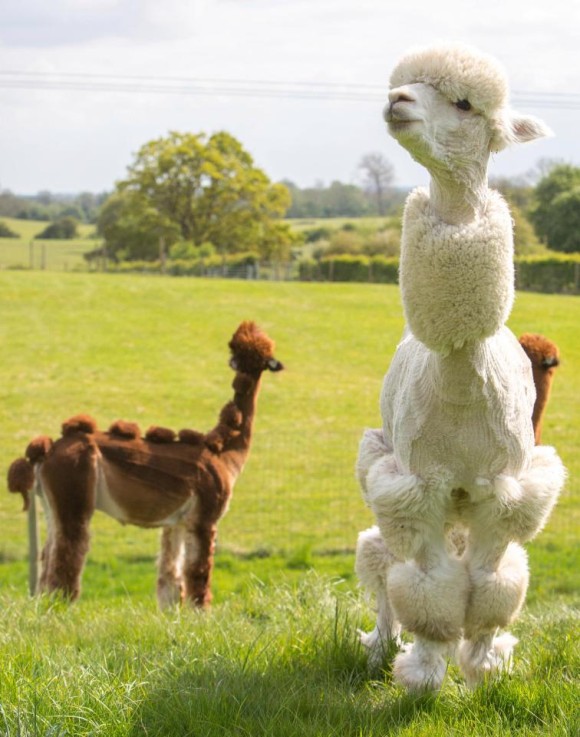 poodle_e
