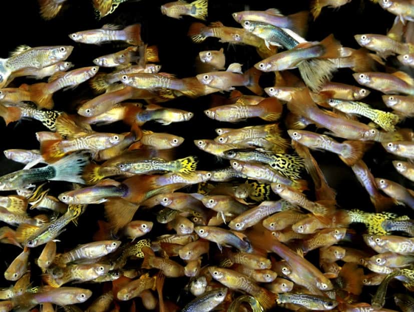 人間の飲む薬は海の生態系に影響を与える