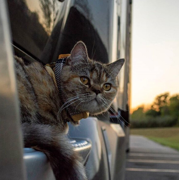 トラック運転手と共に全米を旅する猫、すでに43州を回る（アメリカ）