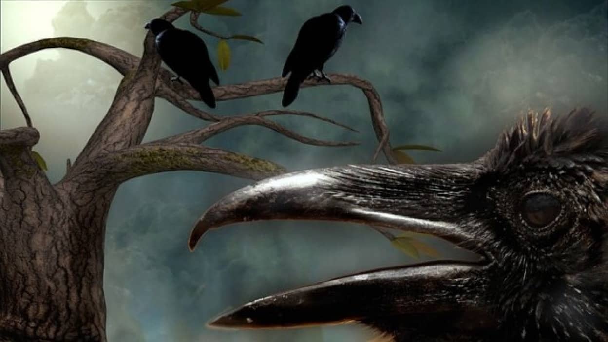 raven-2103237_640_e