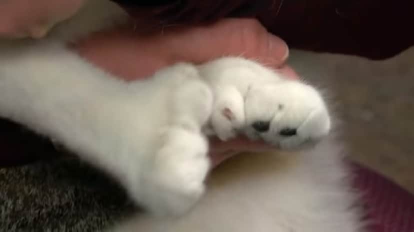 forepaws