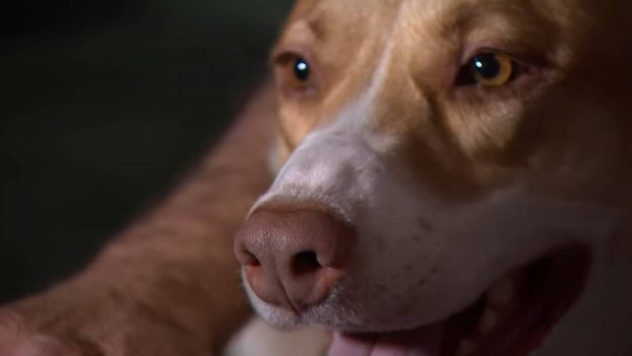 異様な鳴き声で飼い主を起こし近所の火災を知らせてくれた犬