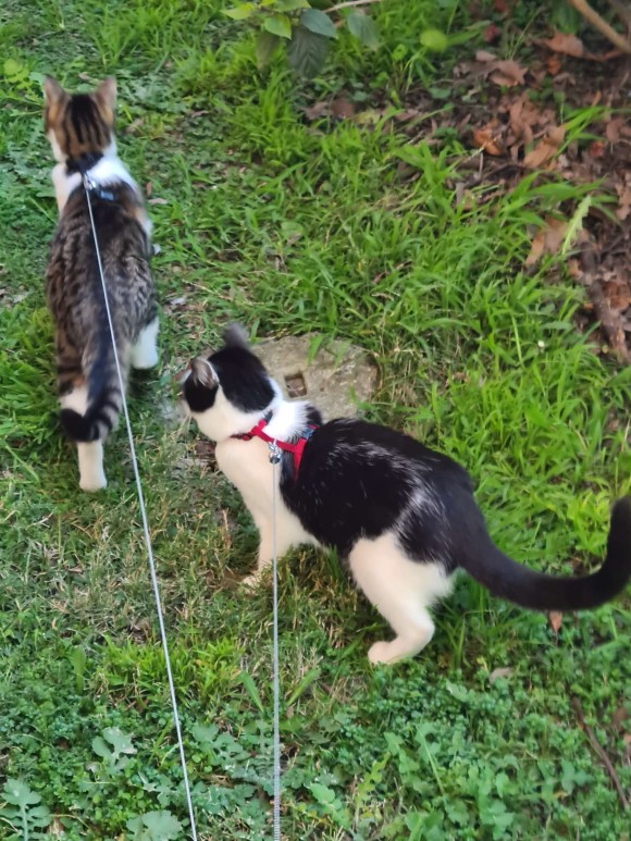 cat_e