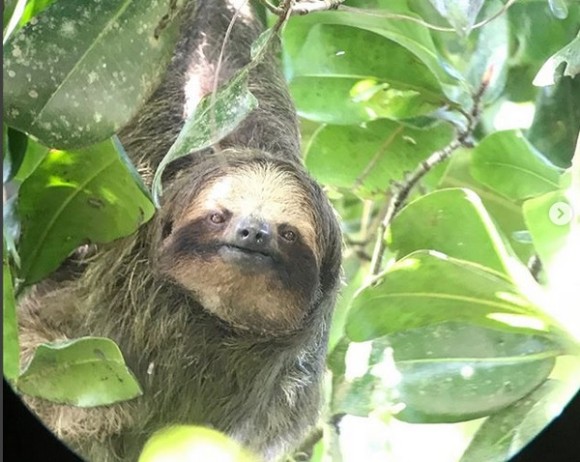 ナマケモノに会える熱帯雨林の中にあるリゾートホテル（コスタリカ）
