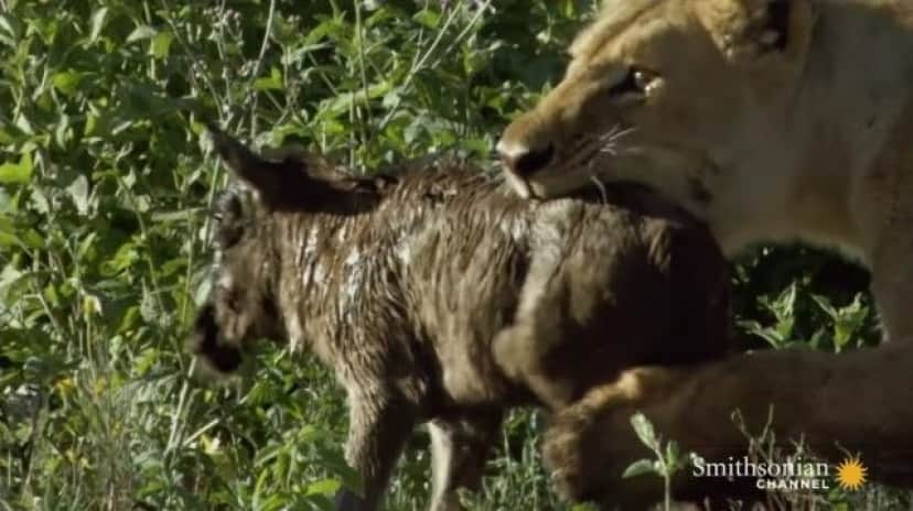 ママ ママ 狩ってはみたけれど 自分に甘えてくるヌーの赤ちゃんを守るメスライオン カラパイア