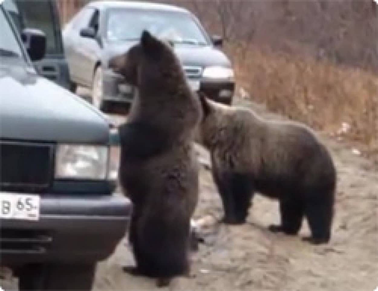 動画 ドライバーたちが次々とエサを与えるので すっかり懐いてしまった樺太島名物3匹のコグマ カラパイア
