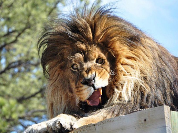 アニマルパワーは偉大 動物たちの変顔 しぐさを捕えた決定的瞬間写真特集 カラパイア