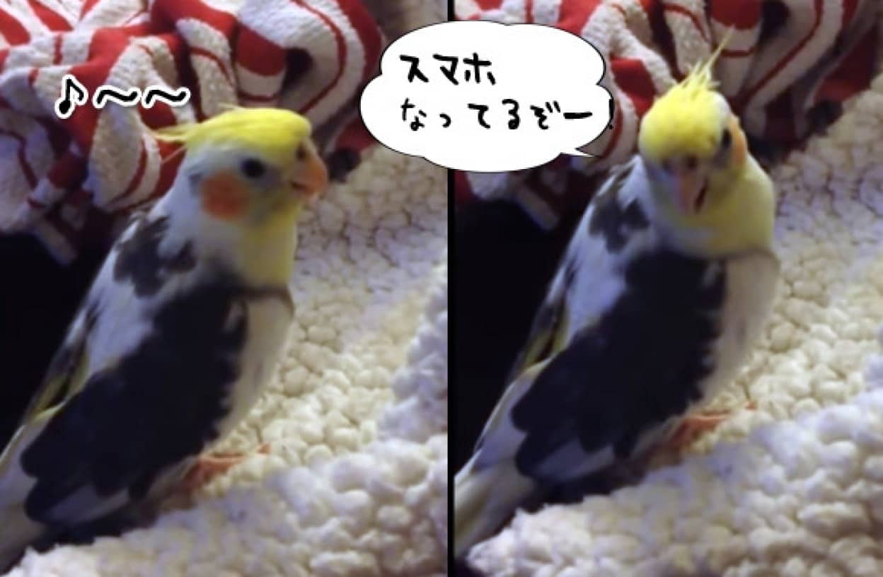 紛らわしくてしゃーないわ Iphoneの着信音を完全に真似るインコとシリに話しかけるインコ カラパイア