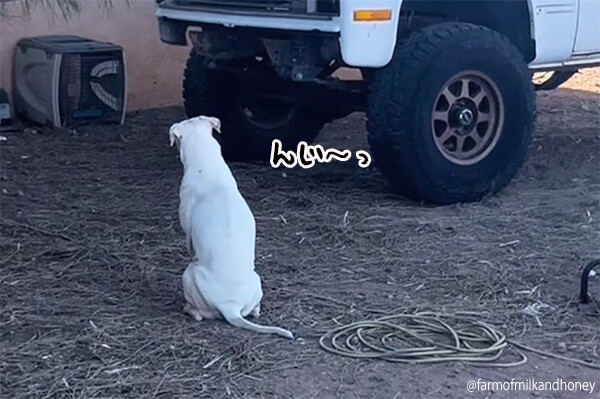 耳の聞こえない犬がじっとトラックを見つめ続ける。それにはこんな甘い理由があった