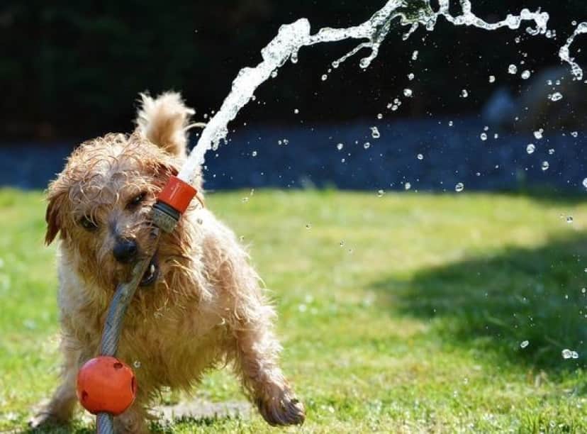 sprinkler-puppy_pixabay