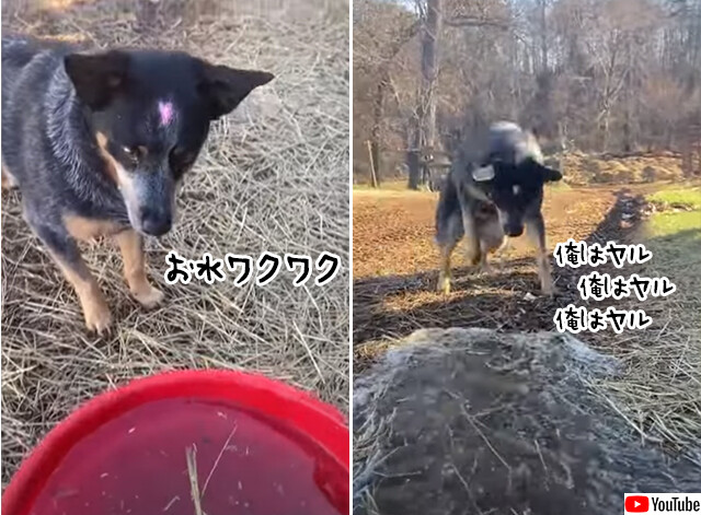 俺はヤル、俺はヤル。バケツの水を溝に流すお仕事に全力の犬