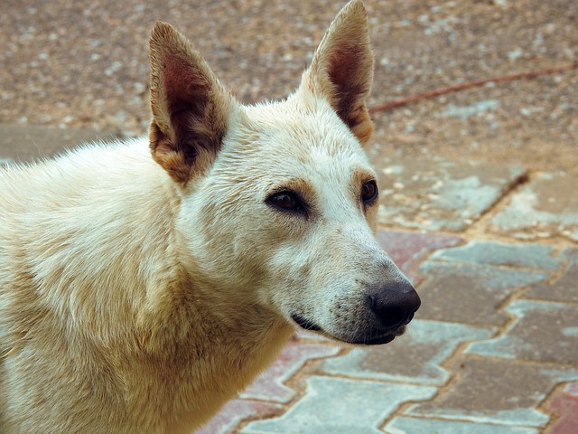 病院のドアをじっと見つめながら、入院中の飼い主が出て来るのを長い間待ち続けていた犬