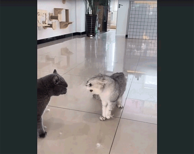 猫さんたちやめなはれ やさしくスマートに喧嘩を仲裁する大型犬 カラパイア 猫さんたちやめなはれ やさしくスマートに喧嘩を仲裁する大型犬 カラパイア