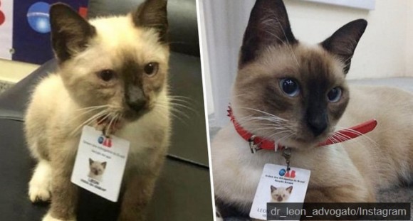 嵐の日にやってきた野良猫を保護し 猫弁護士 として雇用した弁護士協会 ブラジル カラパイア 嵐の日にやってきた野良猫を保護し 猫弁護士 として雇用した弁護士協会 ブラジル カラパイア