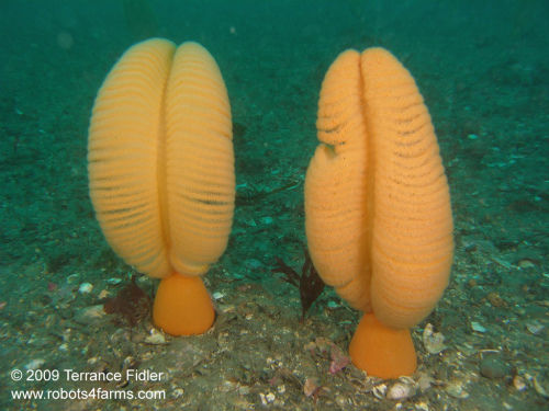 99_jms_SeaPens_90p_P2210032