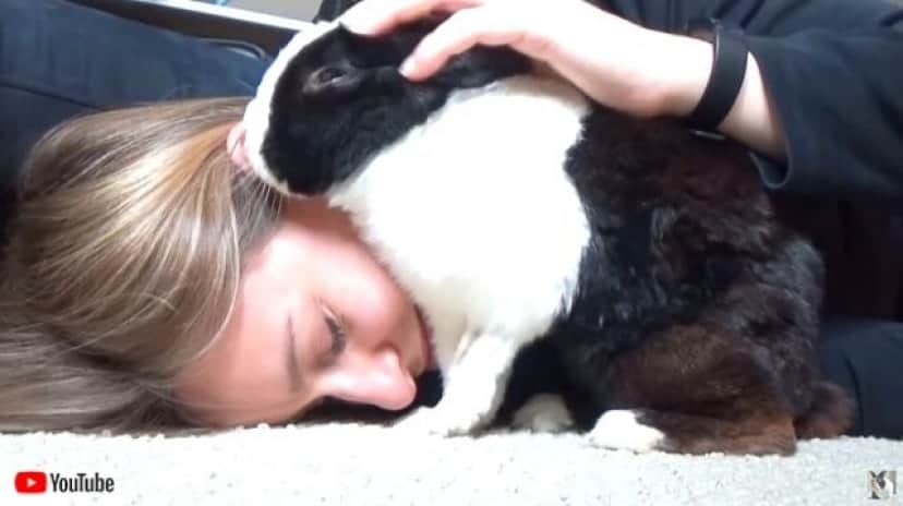ウサギのくしゃみは可愛かった 耳元でハクションやられて飼い主さんビックリ カラパイア