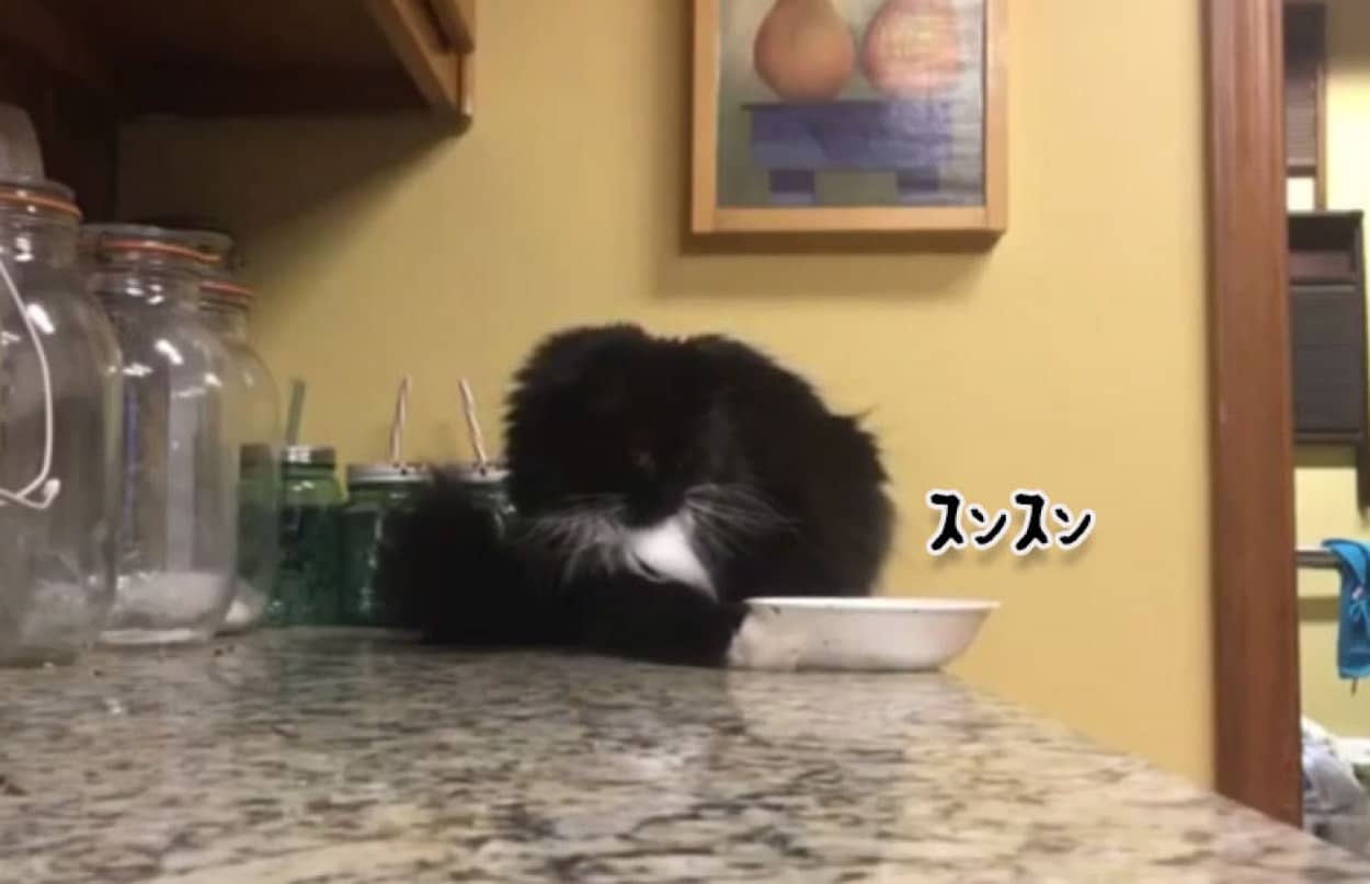 猫の物理学実験 皿がテーブルから落ちないギリギリの状態を探ってみた カラパイア 猫の物理学実験 皿がテーブルから落ちないギリギリの状態を探ってみた カラパイア