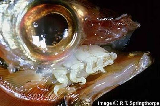 cymothoa_exigua_12