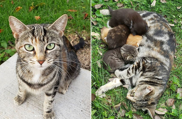 人になれるのを良しとしなかった野良猫が、1人の女性に心を開き、生まれたばかりの我が子の元へと案内するまで