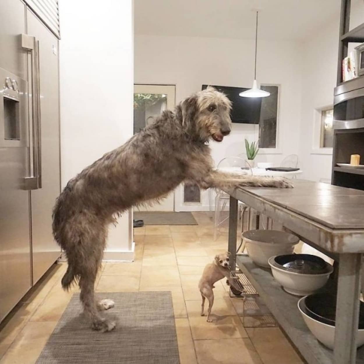 背高のっぽでフサフサで 大型犬 アイリッシュウルフハウンドの魅力をぎゅっと集めてみた カラパイア