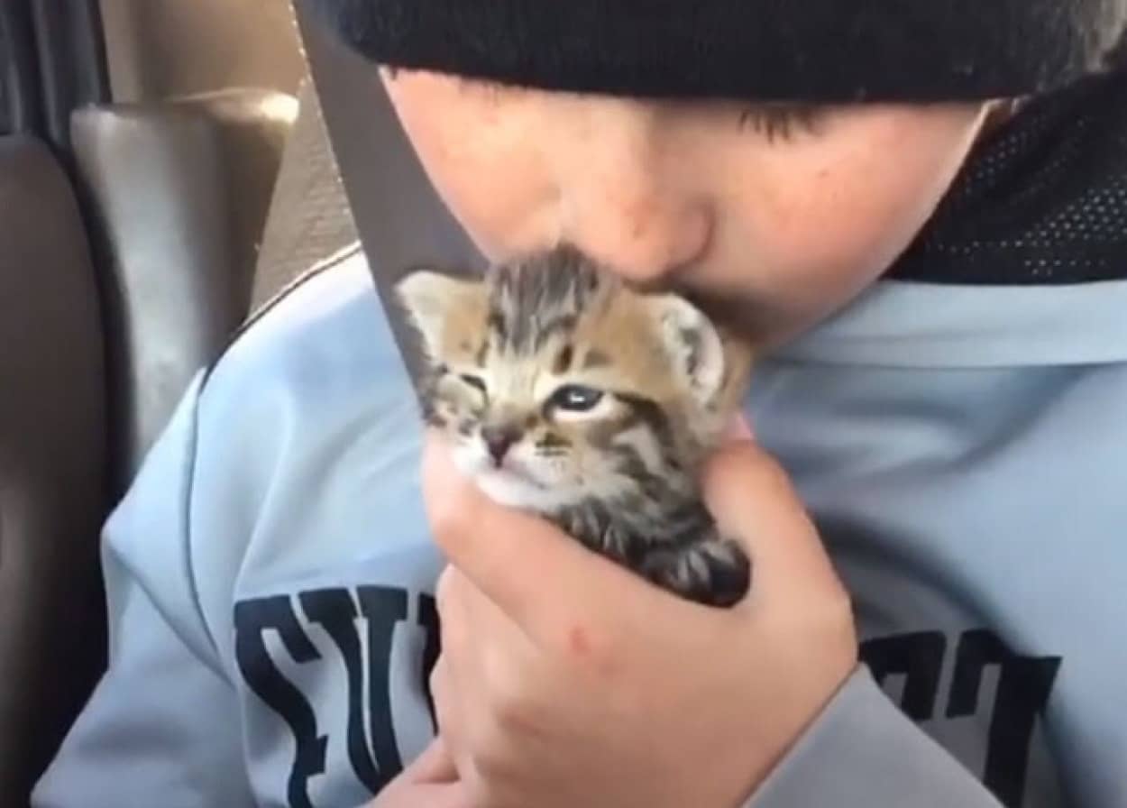 子猫と少年