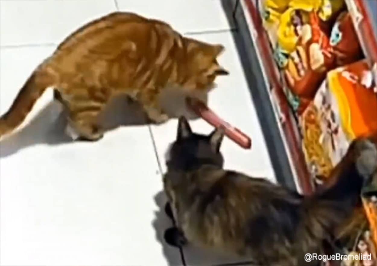 猫が仲間を連れてソーセージを盗みにやってくる