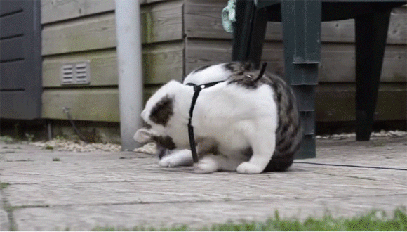 やってやんよ でんぐり返りがうまい猫 カラパイア やってやんよ でんぐり返りがうまい猫 カラパイア