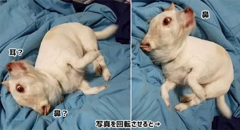 山羊 豚 それともクリーチャー 犬の錯視写真にtwitterユーザーら困惑 カラパイア 山羊 豚 それともクリーチャー 犬の錯視写真にtwitterユーザーら困惑 カラパイア
