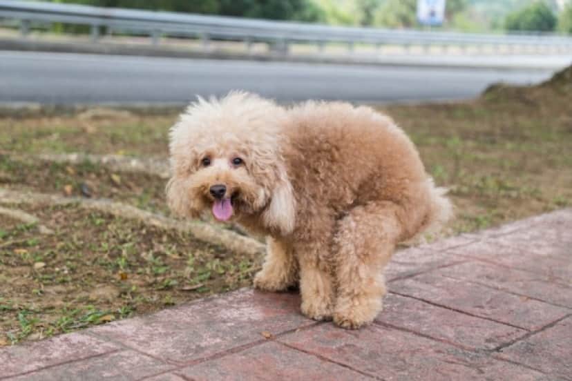 なぜ犬はうんちっちをする前にグルグル回るのか 体を地球の磁場に合わせていたことが判明 共同研究 カラパイア