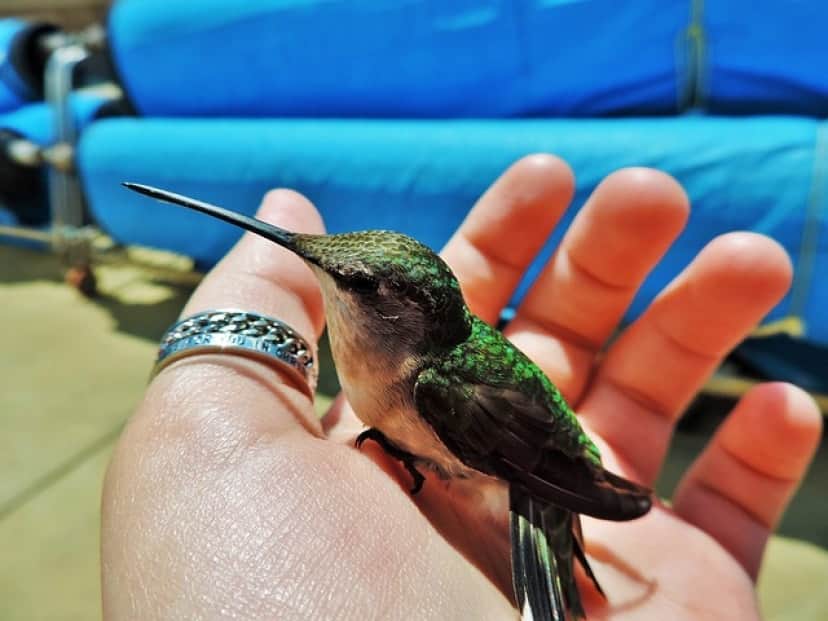 hummingbird-938948_640
