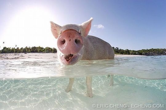 swimming_pigs_03