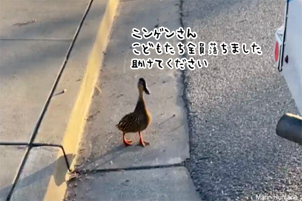 子供たちを救うため人間に助けを求めた母ガモ。警官が全員救助
