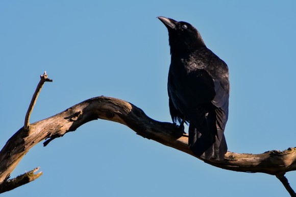いつかアイツと分かり合いたい カラスと仲良くなるための5つのステップ カラパイア いつかアイツと分かり合いたい カラスと仲良くなるための5つのステップ カラパイア