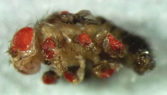 暑がるハエの存在が確認 変異体名 アツガリ と命名される カラパイア 暑がるハエの存在が確認 変異体名 アツガリ と命名される カラパイア
