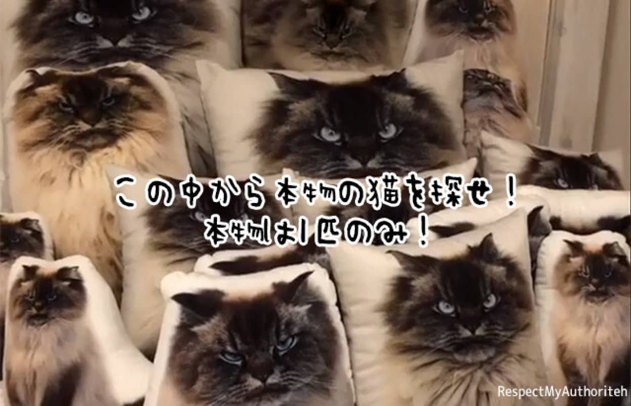 この中から本物の猫探せ！