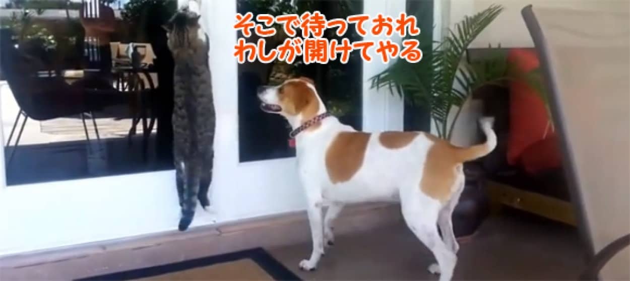 できる子 ドアを上手に開けられる猫の映像総集編 カラパイア できる子 ドアを上手に開けられる猫の映像総集編 カラパイア