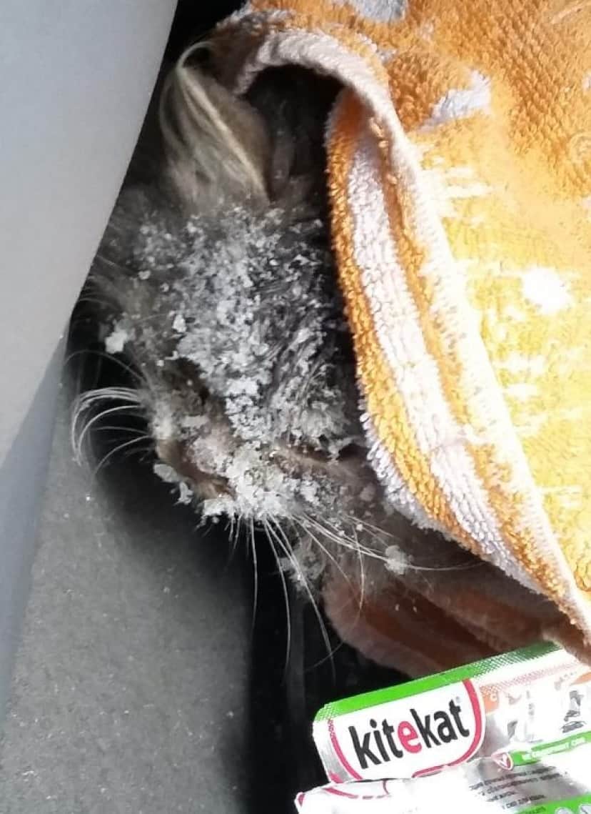 体中が雪に覆われた冷凍子猫 猫好き男性に発見され無事保護される ベラルーシ カラパイア
