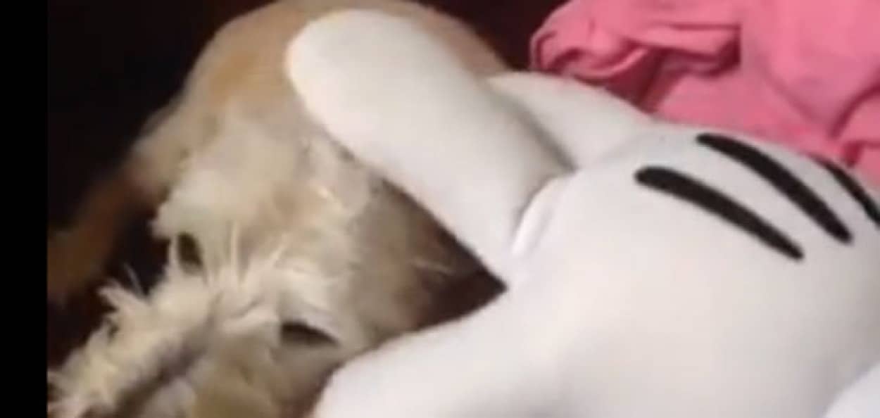 犬はミッキーマウスが嫌いだった カラパイア