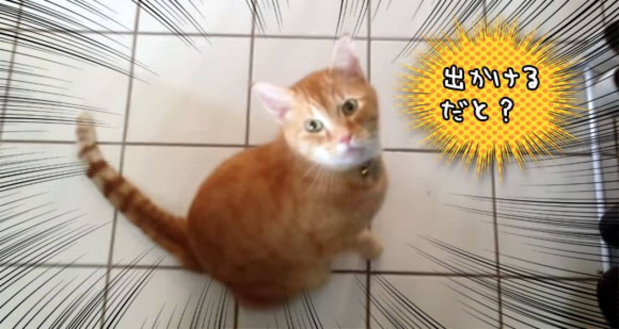 はい 中止 飼い主が外出しようとする時の猫の反応が悶絶死 カラパイア