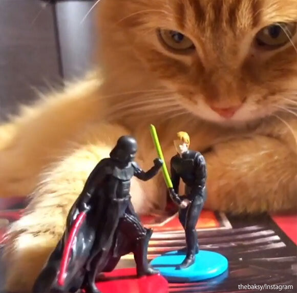 スターウォーズフィギュアでごっこ遊びをしてた猫が暗黒面に落ちる瞬間