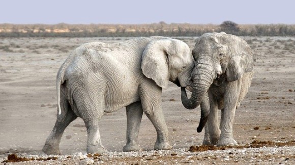 elephant-1170108_640_e