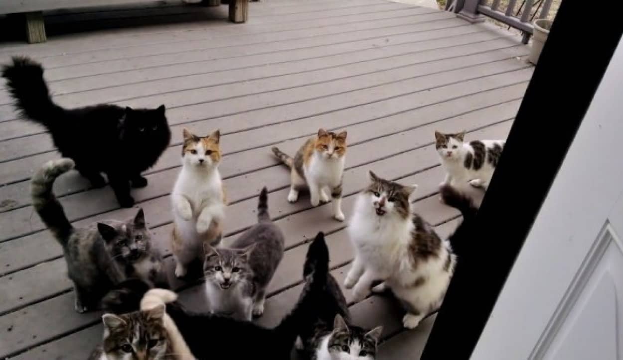 ごはん ごはん ごはん 夕食をねだる猫集団の大合唱がピタリと鳴きやむ唯一の方法とは カラパイア ごはん ごはん ごはん 夕食をねだる猫集団の大合唱がピタリと鳴きやむ唯一の方法とは カラパイア