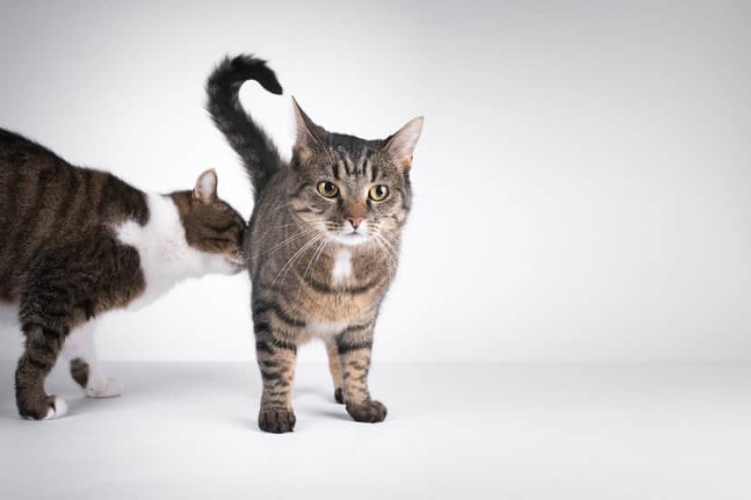 iStock-1044331692