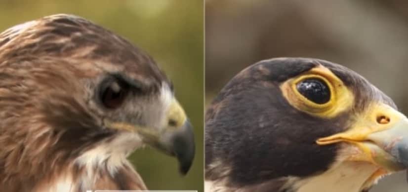 bird3_e