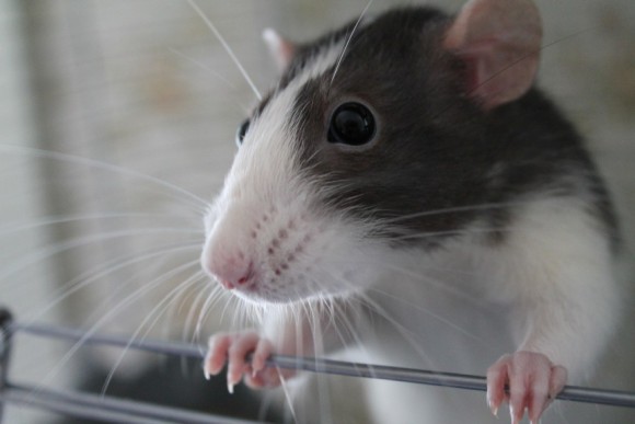 動物界における切れ者たち 賢い動物ランキング トップ10 カラパイア 動物界における切れ者たち 賢い動物ランキング トップ10 カラパイア